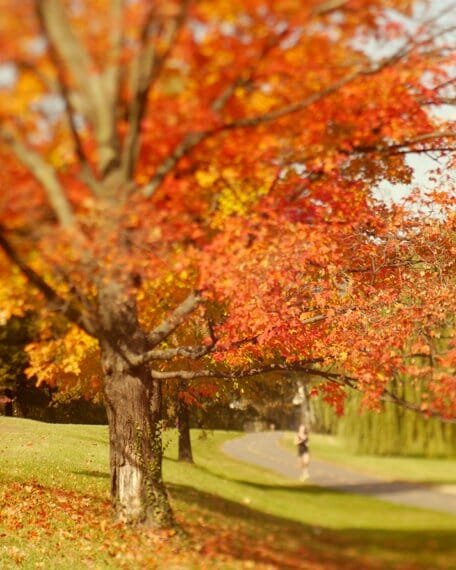Healing Photos of Autumn Sunlight to Brighten Your Day