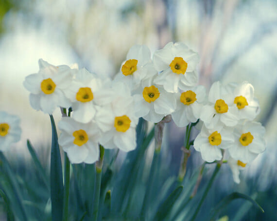 Daffodil Wall Art | Floral Art Decor | Botanical Wall Art