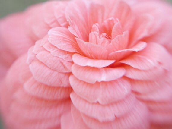 Fine Art Photography of a Beautiful Pink Camellia