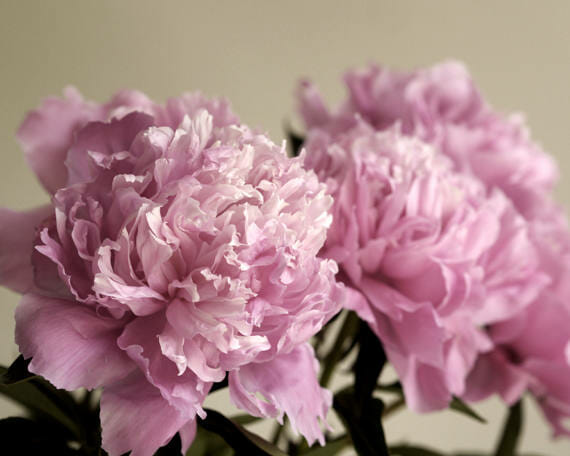 Peony Abstract Photography for Your Photo Meditation Time