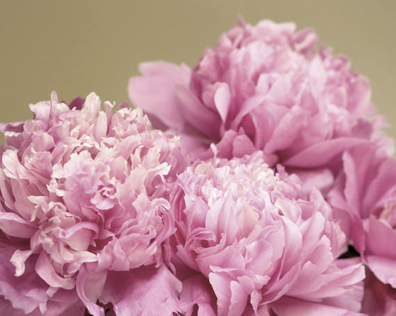 Pink Peony Flower Photo Meditation with Fine Art Photography
