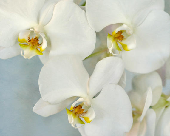 Enjoy the Simplicity of an Orchid for a Happy Mind