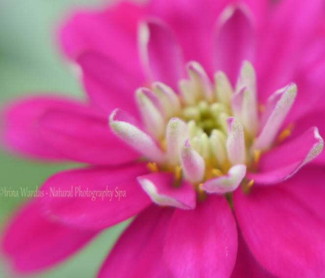 Mood Healing Flower Photography for a Walking Mantra
