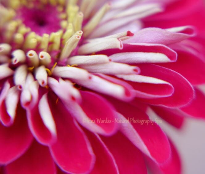 Mood Healing Flower Photography for a Walking Mantra