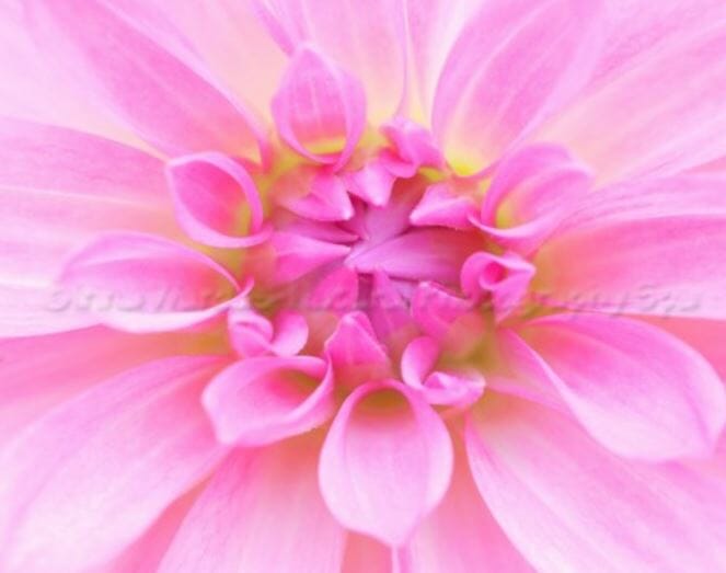 Mandala Flower Pictures for Your Photo Meditation Time
