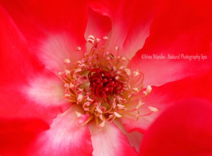 Submit to Love with Fine Art Floral Photography